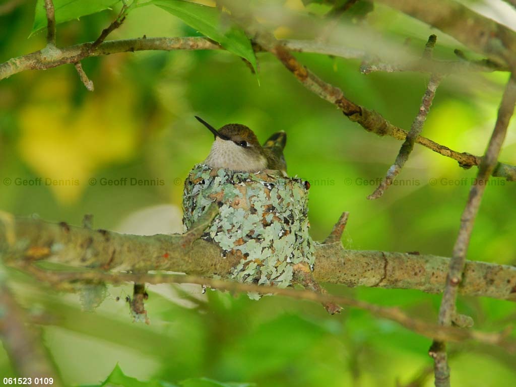 RTHU-3-AI_Ruby-throated-Hummingbird
