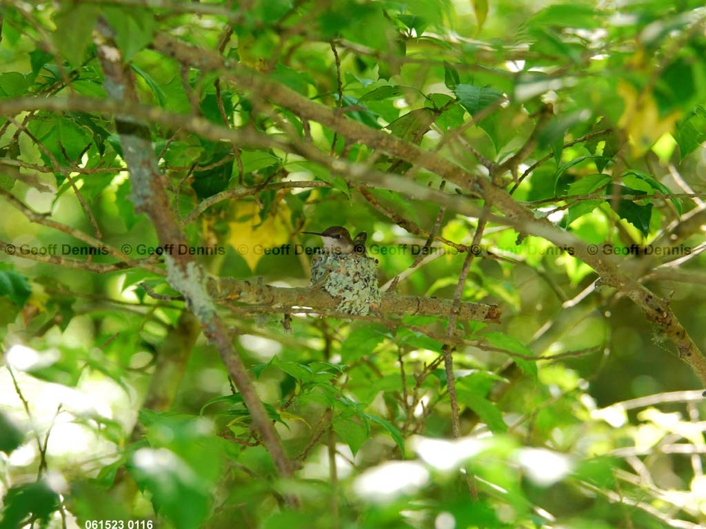 RTHU-3-AJ_Ruby-throated-Hummingbird