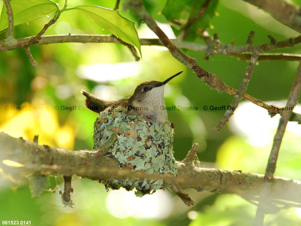 RTHU-3-AK_Ruby-throated-Hummingbird