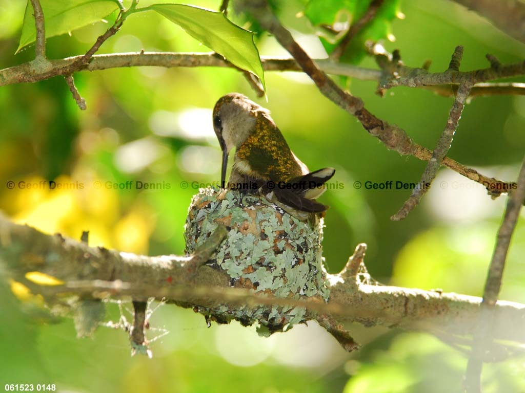 RTHU-3-AL_Ruby-throated-Hummingbird