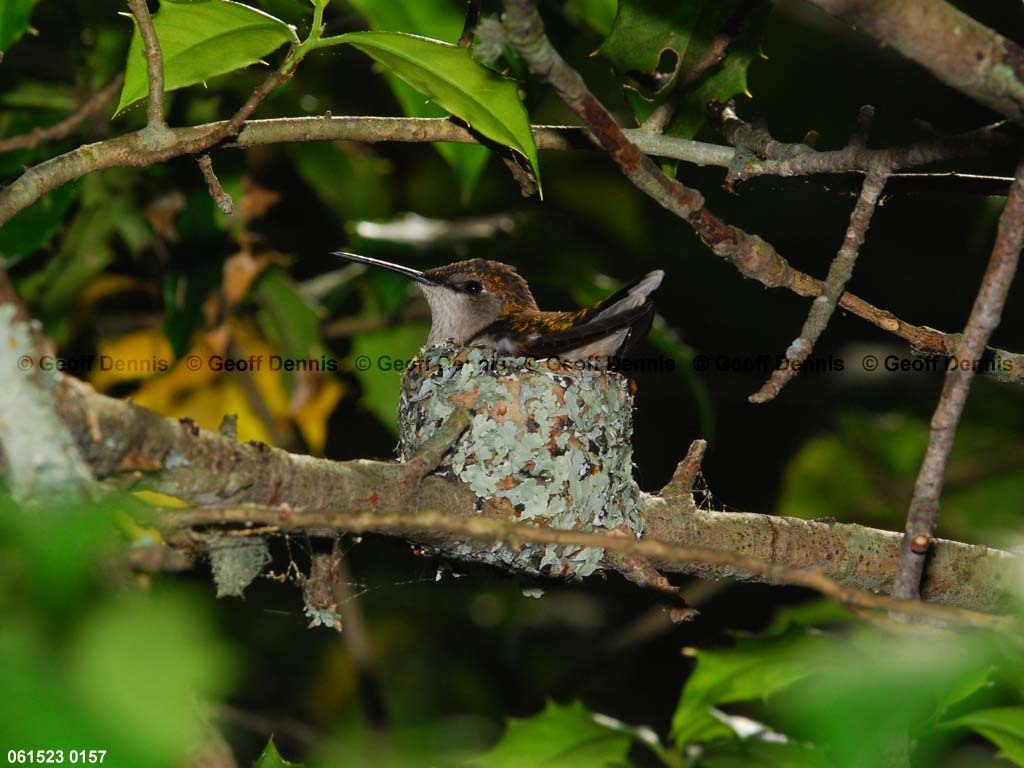 RTHU-3-AM_Ruby-throated-Hummingbird