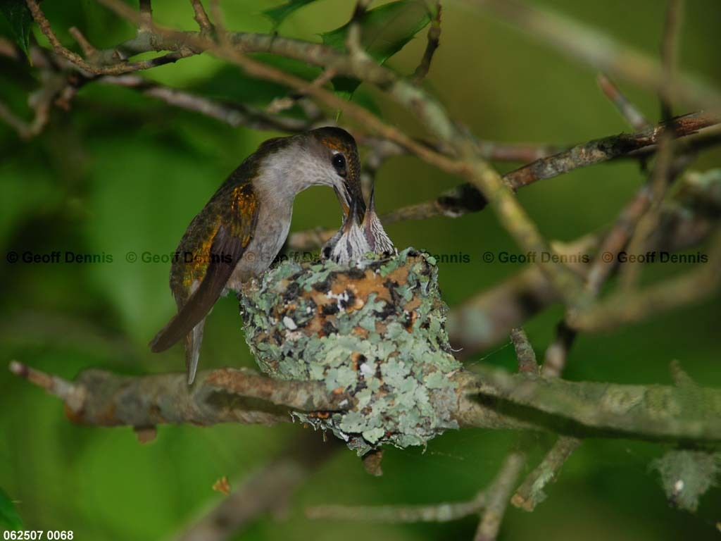 RTHU-3-AN_Ruby-throated-Hummingbird