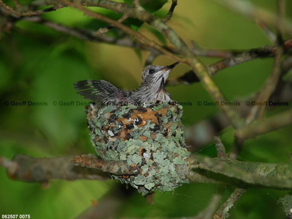 RTHU-3-AP_Ruby-throated-Hummingbird