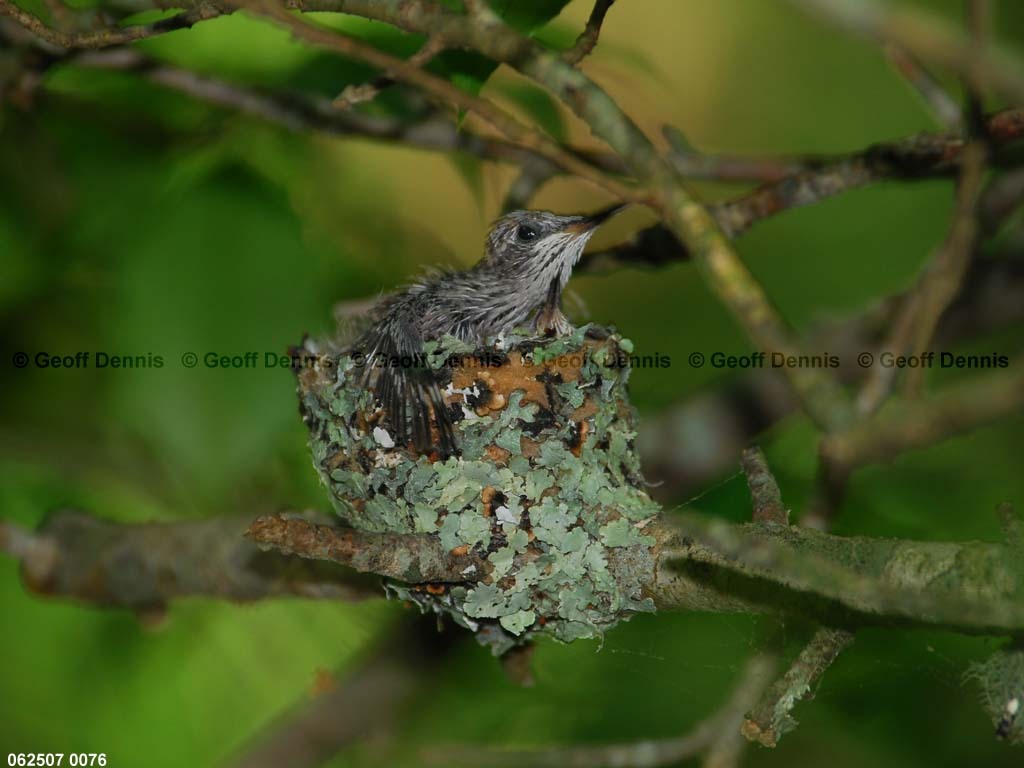 RTHU-3-AQ_Ruby-throated-Hummingbird