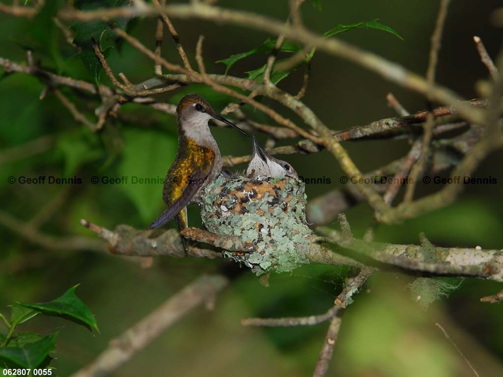 RTHU-3-AT_Ruby-throated-Hummingbird