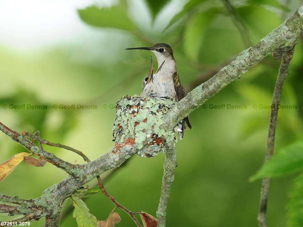 RTHU-3-AU_Ruby-throated-Hummingbird