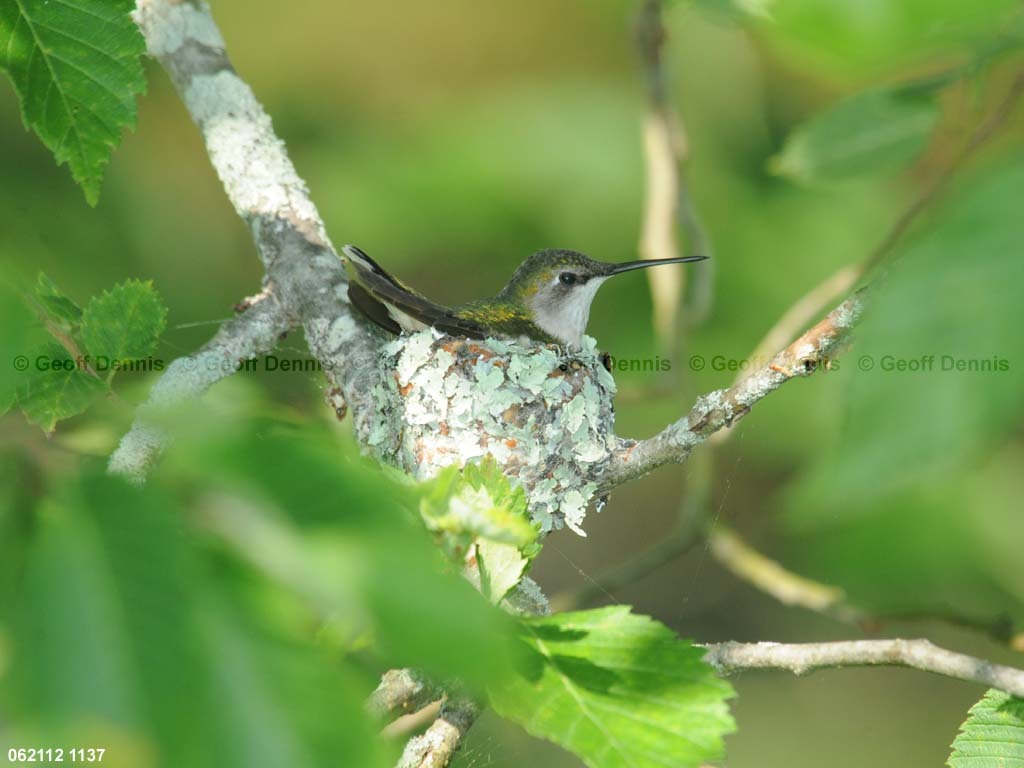 RTHU-3-AV_Ruby-throated-Hummingbird