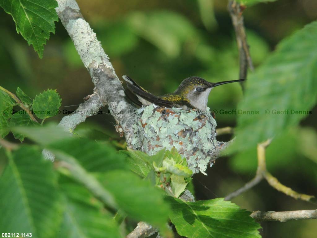 RTHU-3-AW_Ruby-throated-Hummingbird