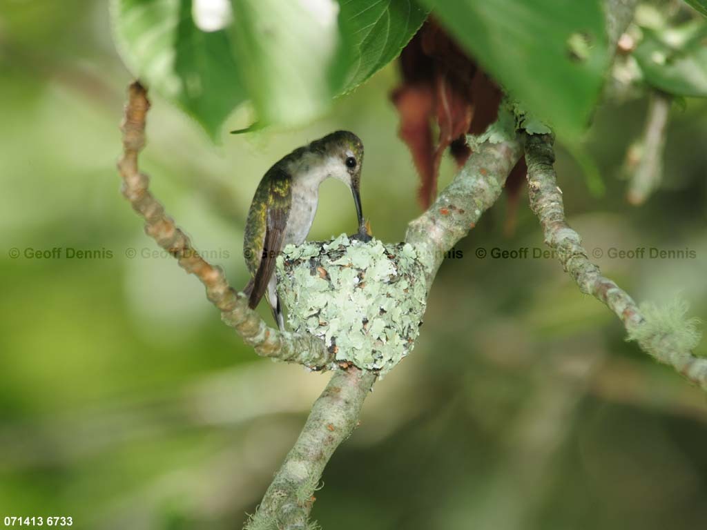 RTHU-3-AX_Ruby-throated-Hummingbird