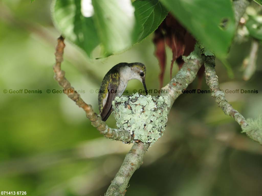 RTHU-3-AY_Ruby-throated-Hummingbird