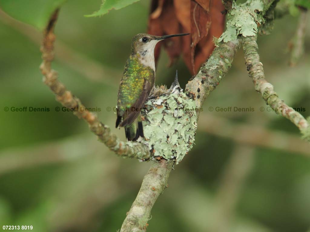 RTHU-3-AZ_Ruby-throated-Hummingbird