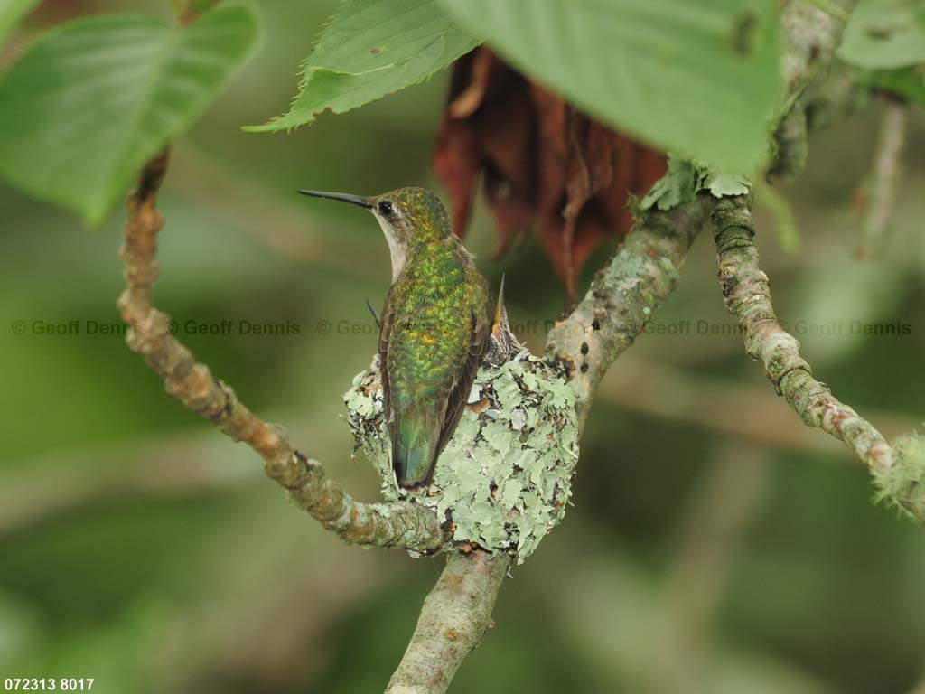 RTHU-3-BA_Ruby-throated-Hummingbird