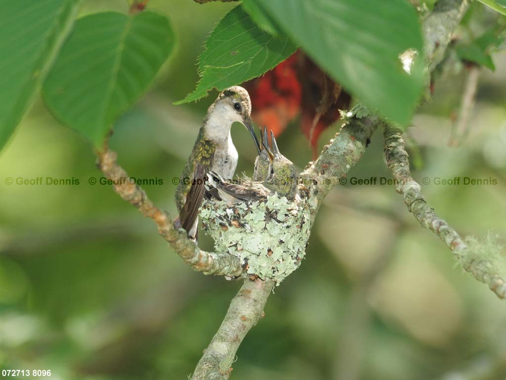 RTHU-3-BB_Ruby-throated-Hummingbird