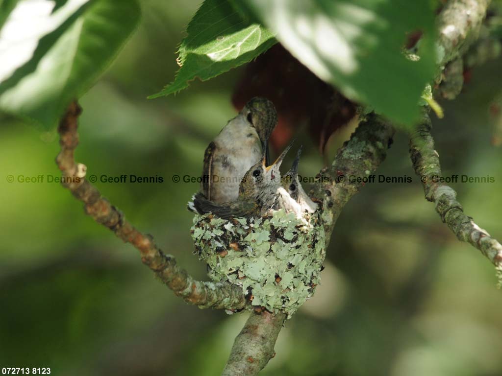 RTHU-3-BC_Ruby-throated-Hummingbird