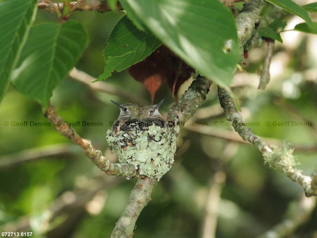 RTHU-3-BD_Ruby-throated-Hummingbird