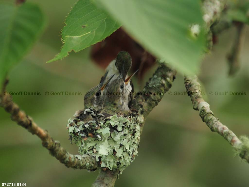 RTHU-3-BE_Ruby-throated-Hummingbird