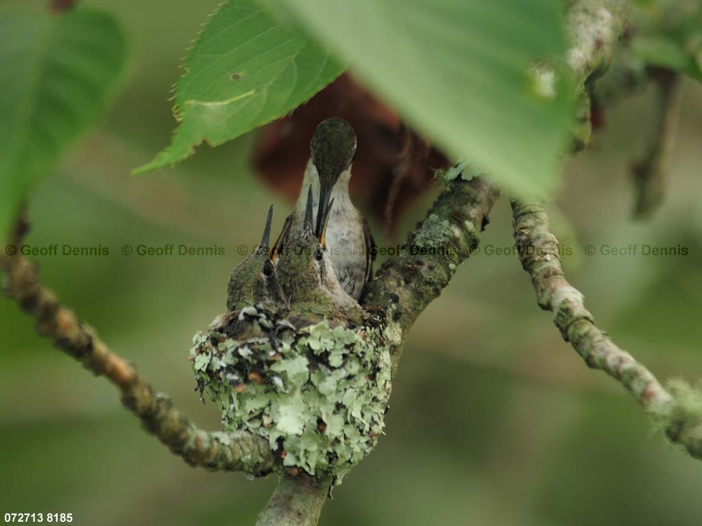 RTHU-3-BF_Ruby-throated-Hummingbird