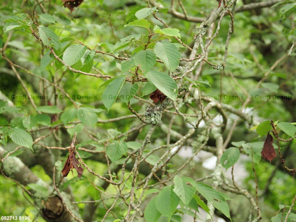 RTHU-3-BG_Ruby-throated-Hummingbird