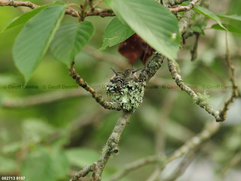 RTHU-3-BH_Ruby-throated-Hummingbird