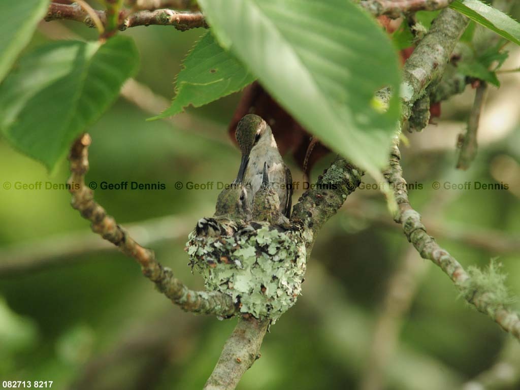 RTHU-3-BI_Ruby-throated-Hummingbird