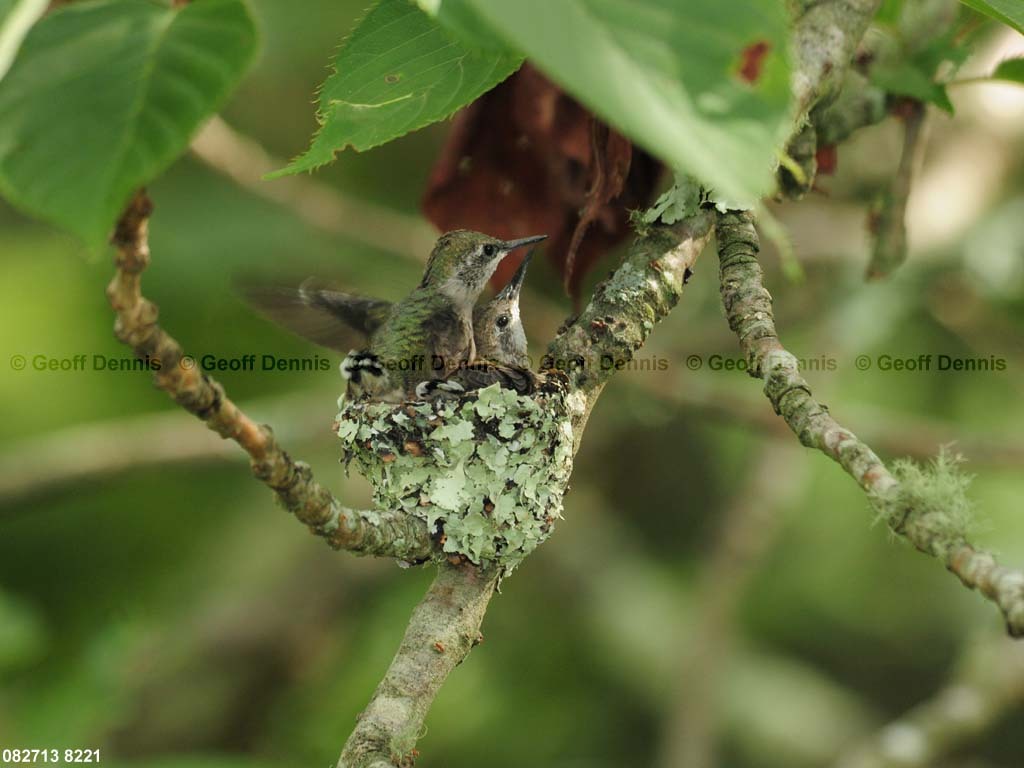 RTHU-3-BJ_Ruby-throated-Hummingbird