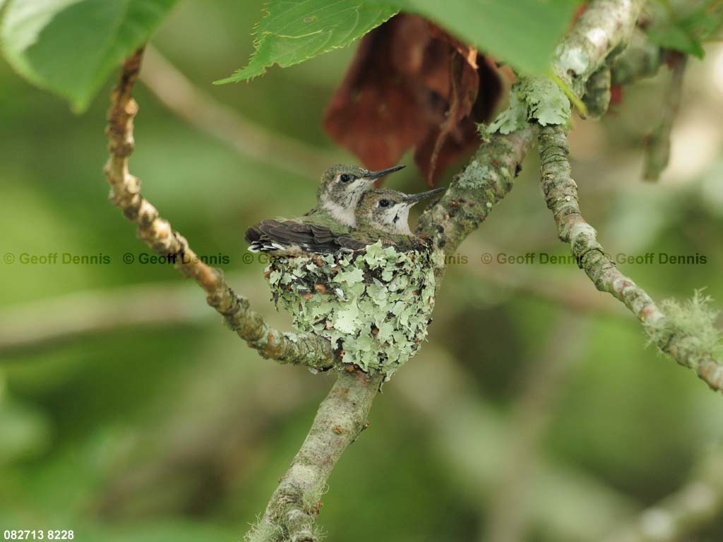 RTHU-3-BK_Ruby-throated-Hummingbird