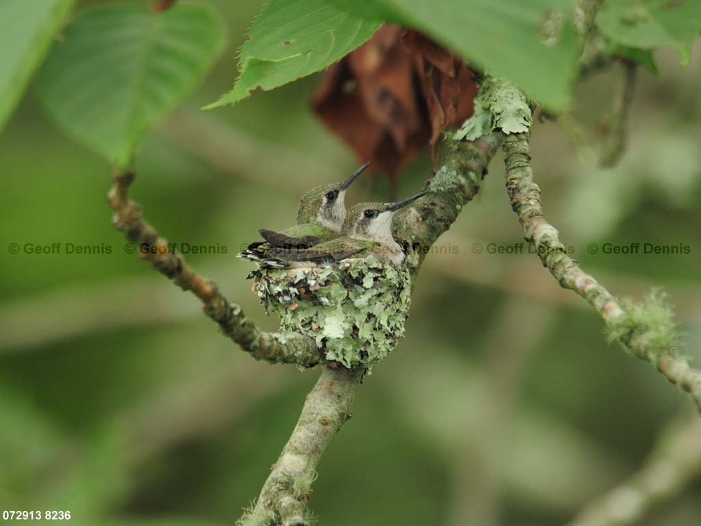 RTHU-3-BL_Ruby-throated-Hummingbird