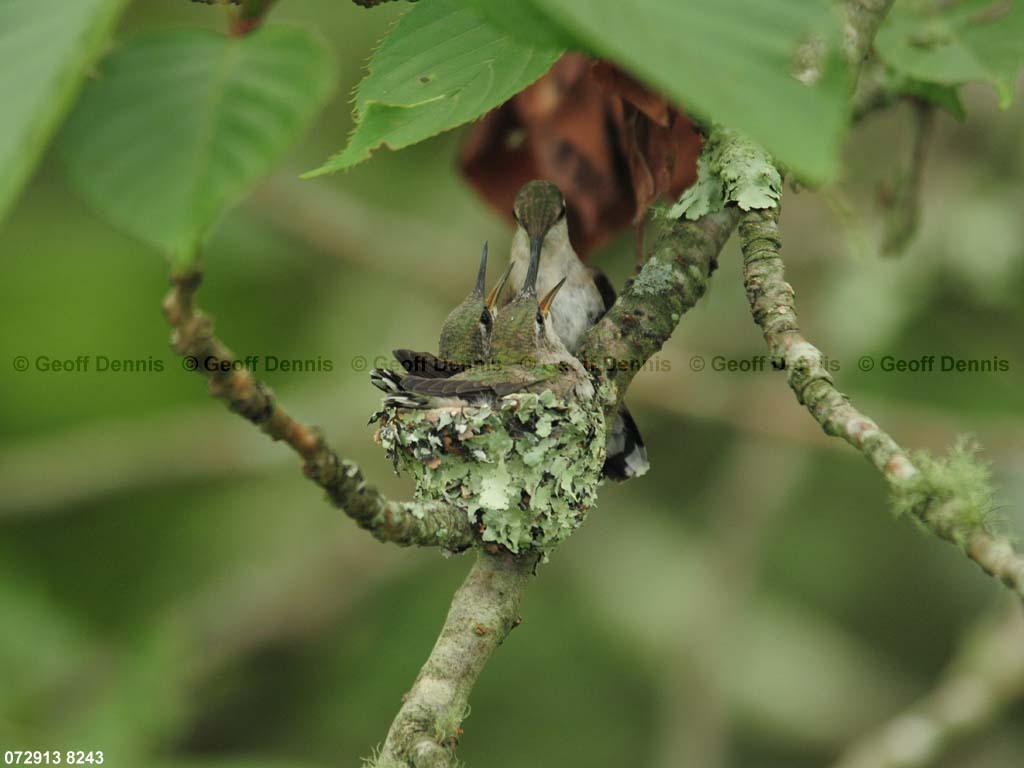 RTHU-3-BN_Ruby-throated-Hummingbird