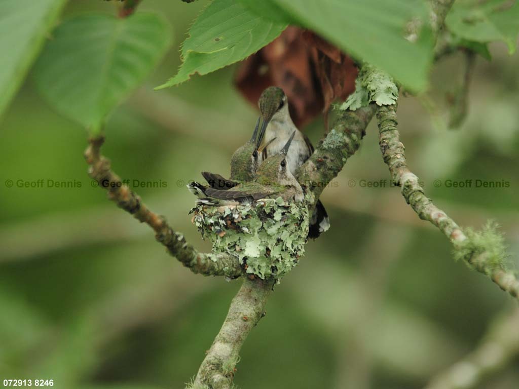 RTHU-3-BO_Ruby-throated-Hummingbird