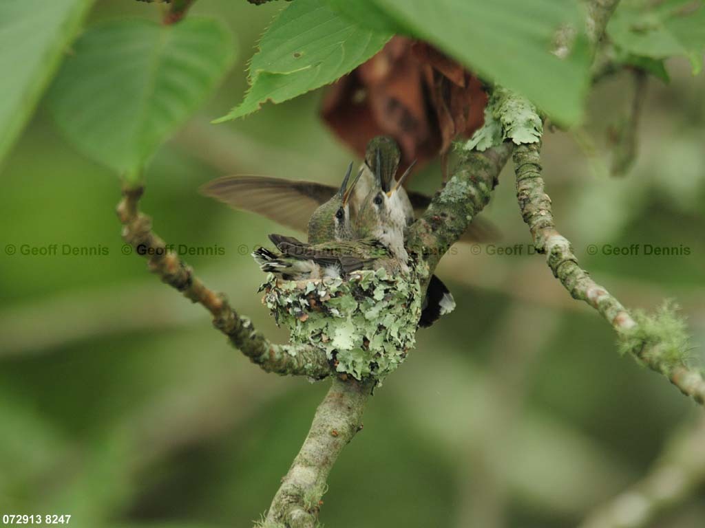 RTHU-3-BP_Ruby-throated-Hummingbird