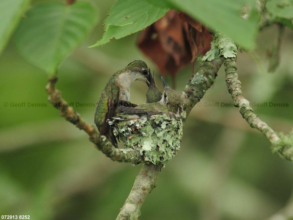 RTHU-3-BQ_Ruby-throated-Hummingbird