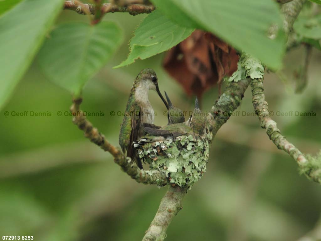 RTHU-3-BR_Ruby-throated-Hummingbird