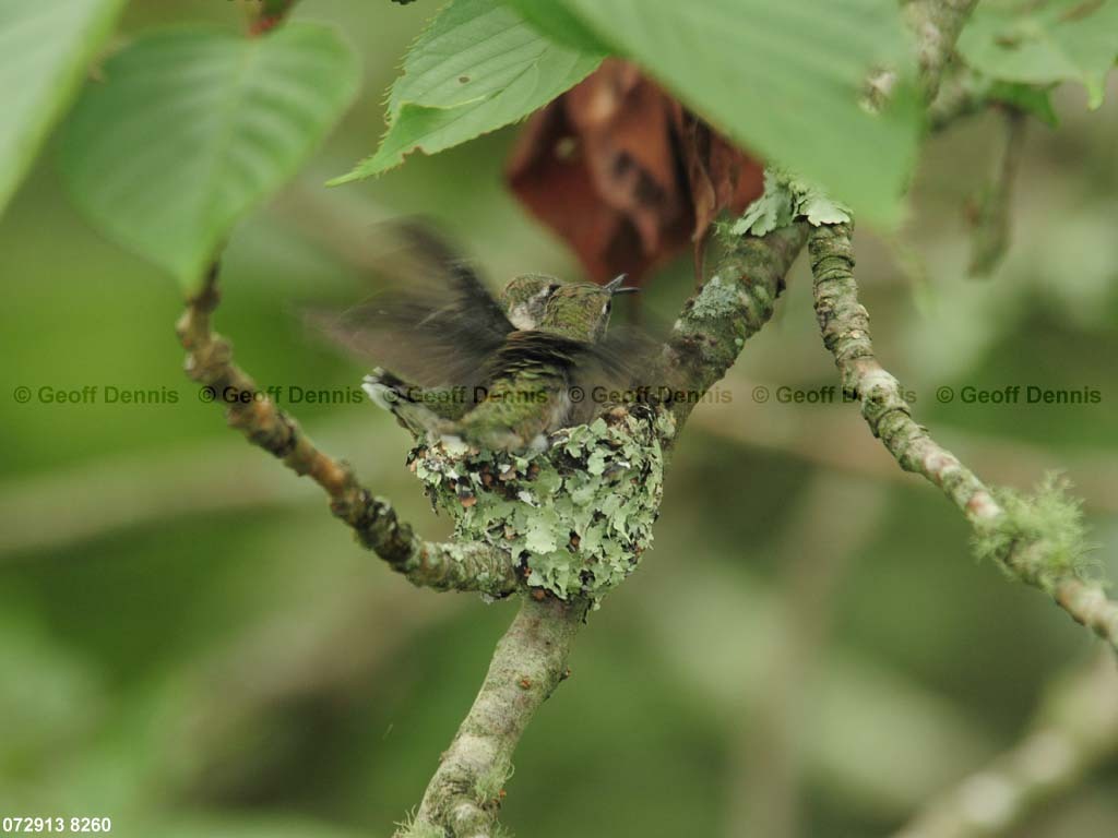 RTHU-3-BU_Ruby-throated-Hummingbird