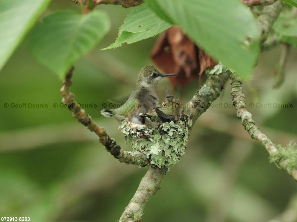 RTHU-3-BV_Ruby-throated-Hummingbird