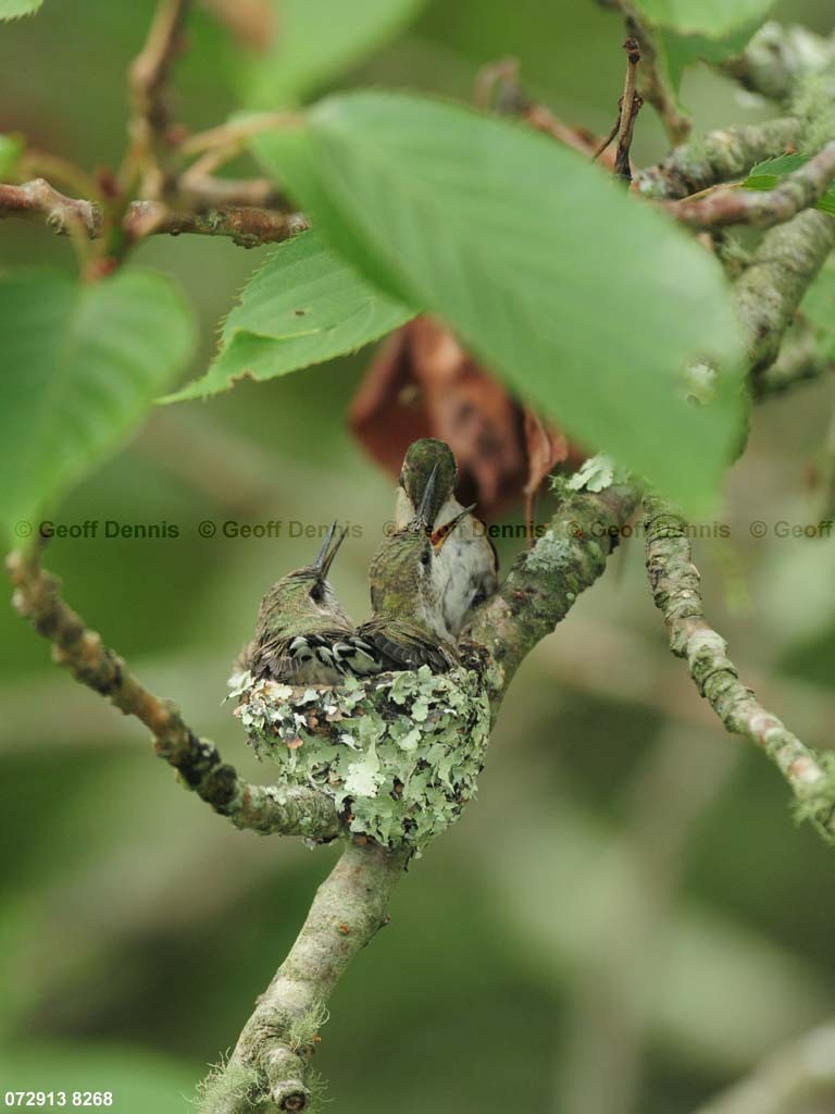 RTHU-3-BW_Ruby-throated-Hummingbird