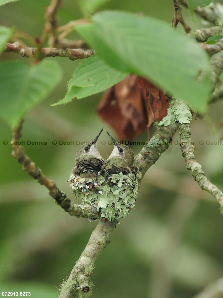 RTHU-3-BX_Ruby-throated-Hummingbird