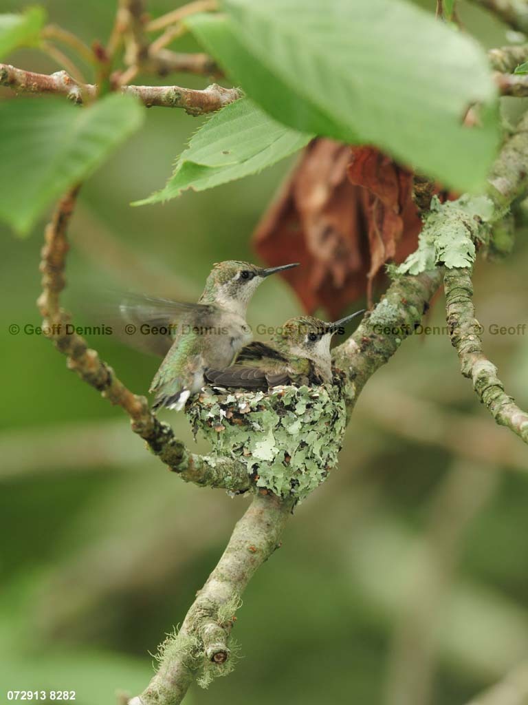 RTHU-3-BY_Ruby-throated-Hummingbird