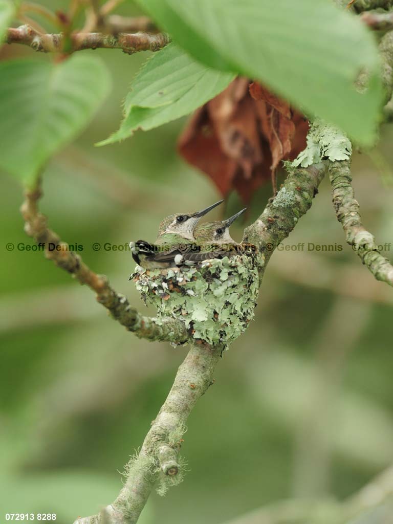 RTHU-3-CA_Ruby-throated-Hummingbird