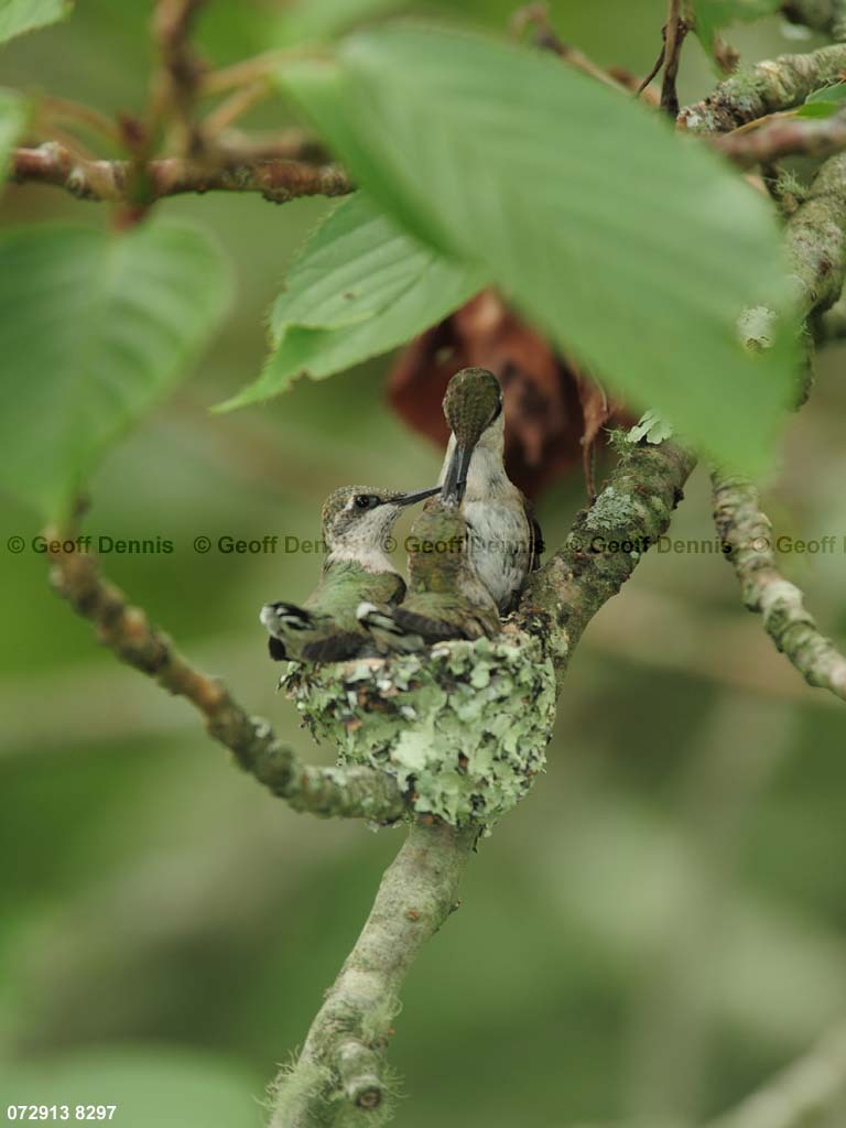 RTHU-3-CB_Ruby-throated-Hummingbird