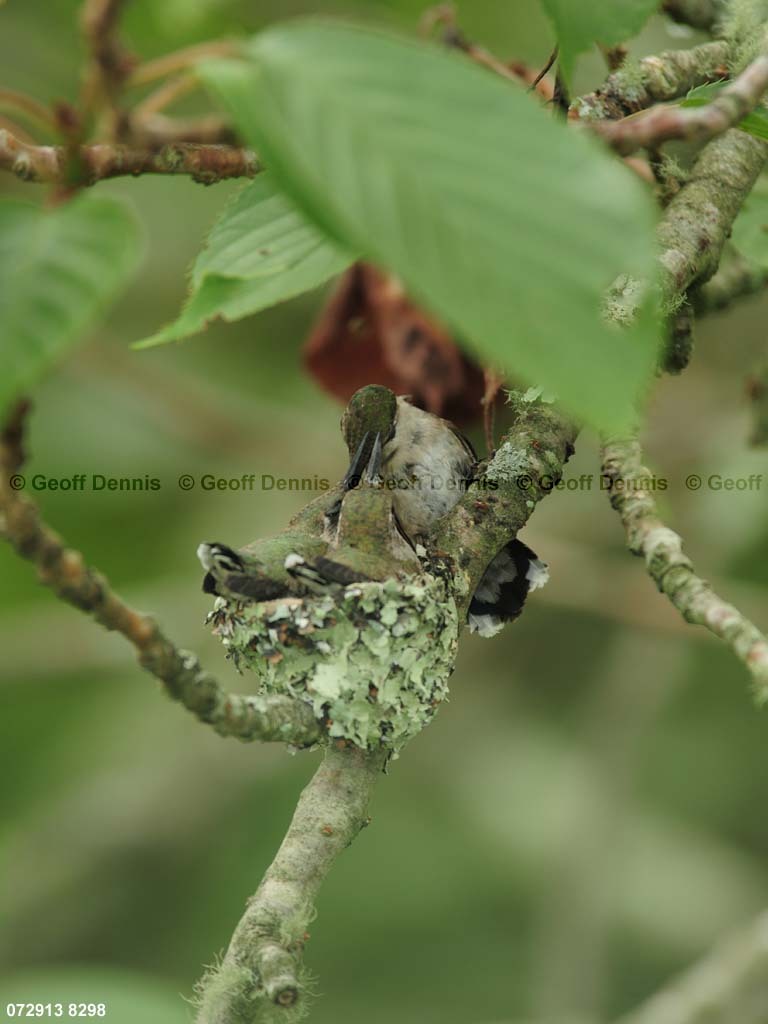 RTHU-3-CC_Ruby-throated-Hummingbird