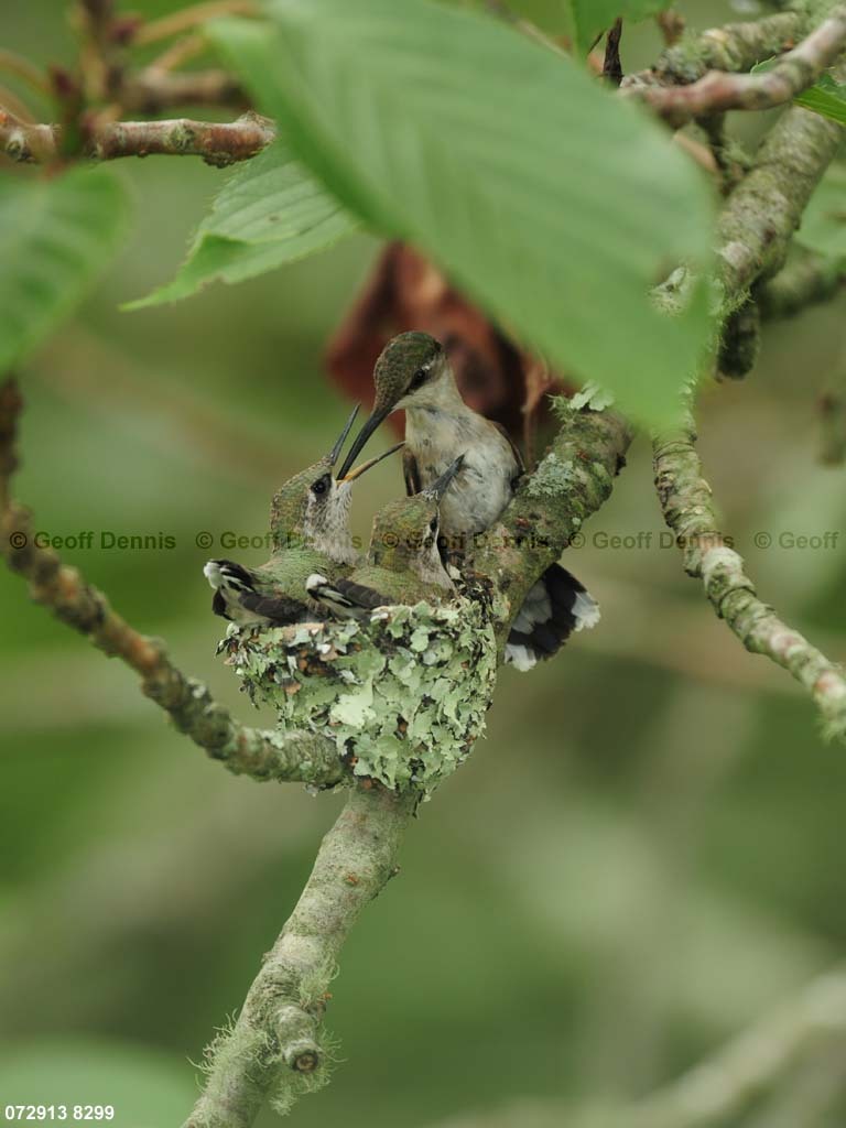 RTHU-3-CD_Ruby-throated-Hummingbird