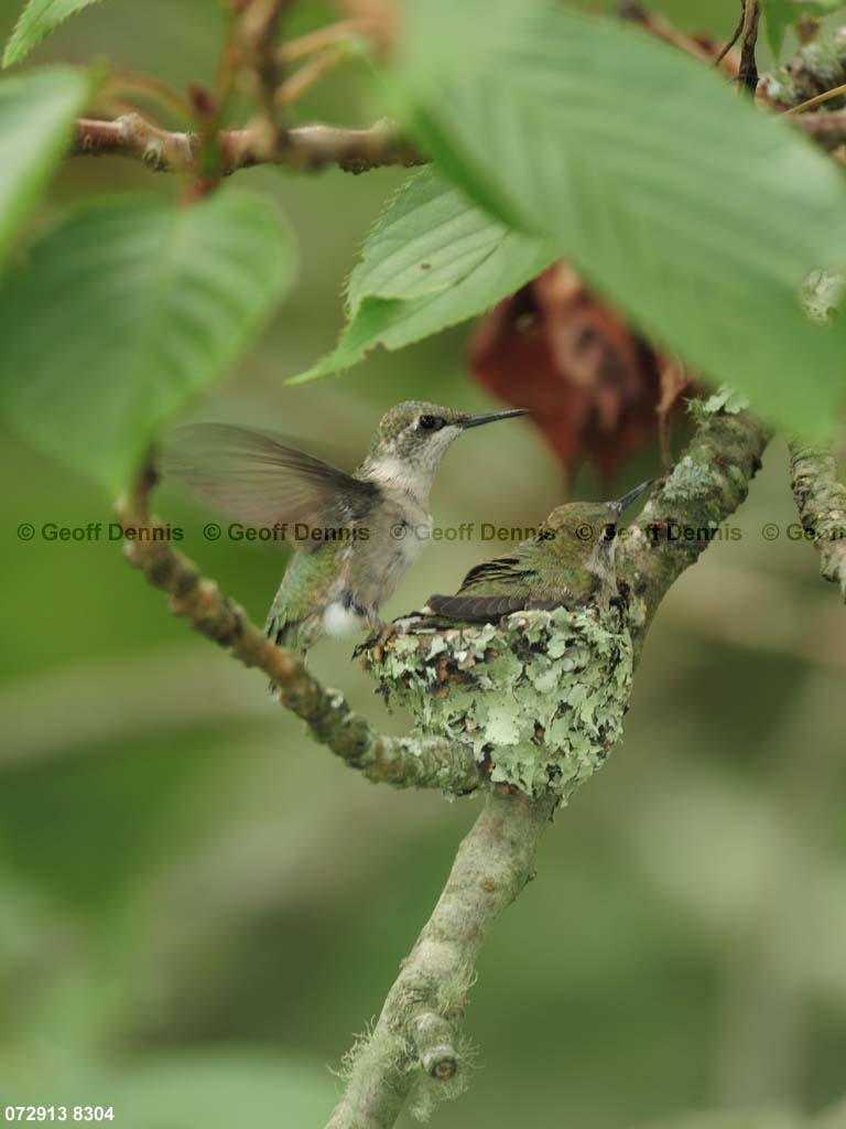 RTHU-3-CE_Ruby-throated-Hummingbird