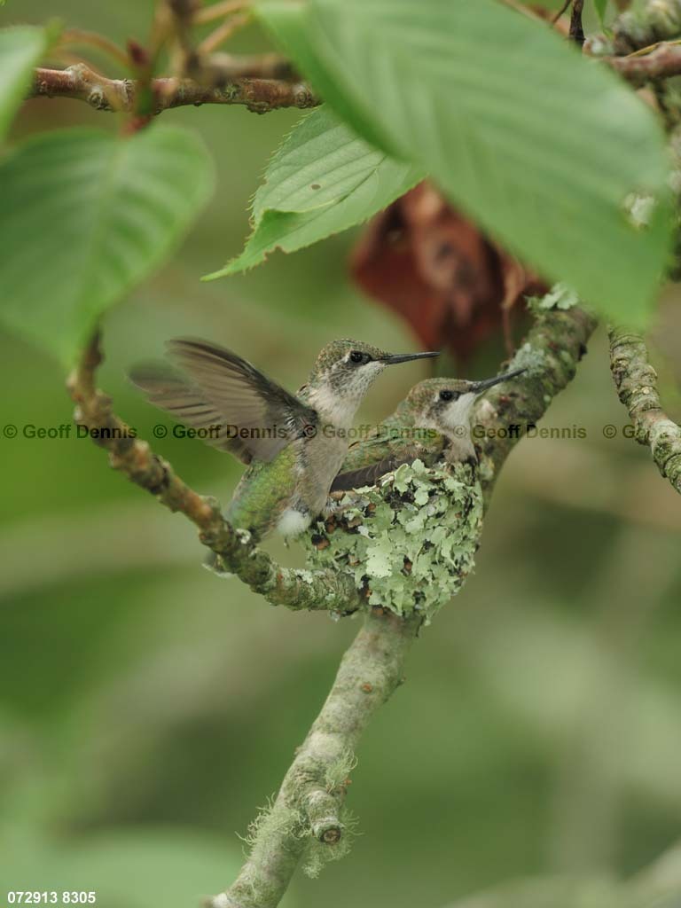 RTHU-3-CF_Ruby-throated-Hummingbird