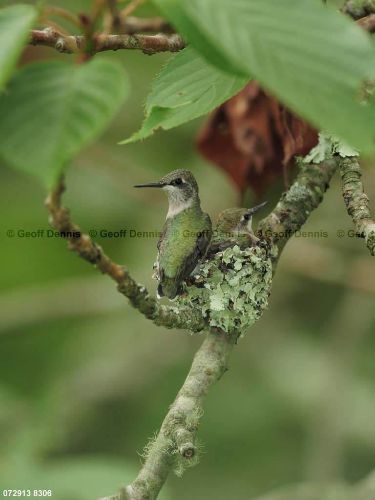 RTHU-3-CG_Ruby-throated-Hummingbird