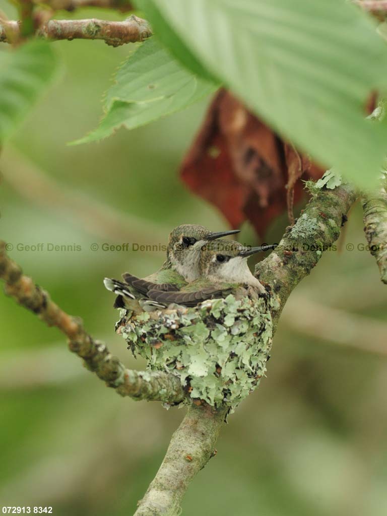 RTHU-3-CH_Ruby-throated-Hummingbird