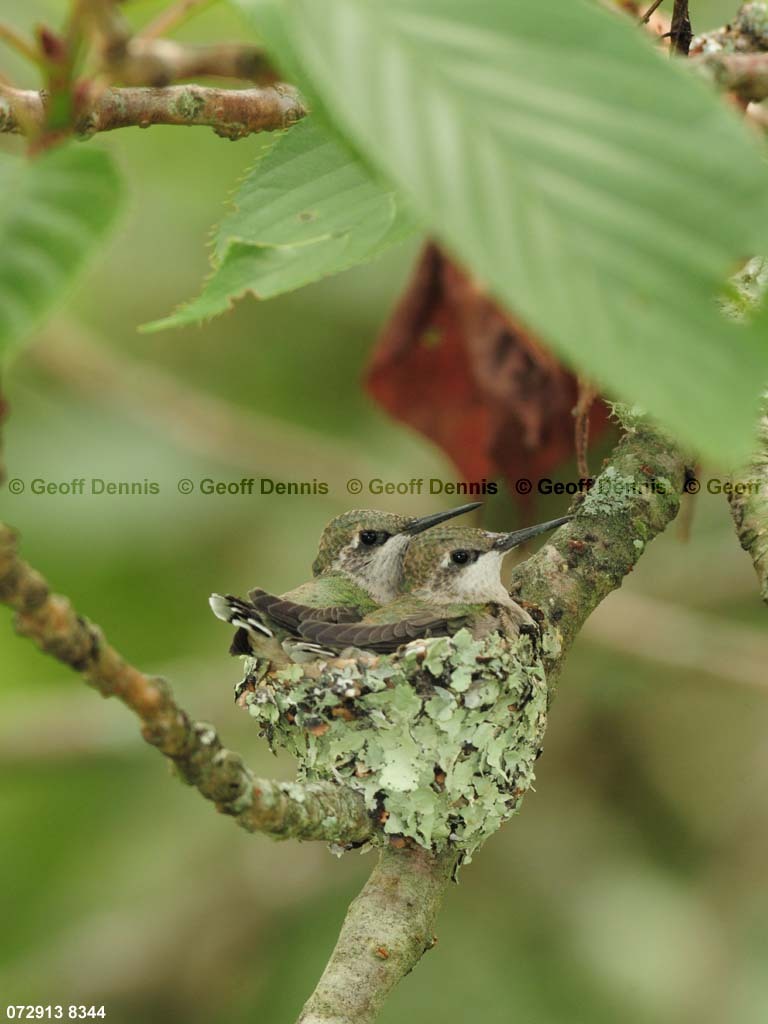 RTHU-3-CI_Ruby-throated-Hummingbird