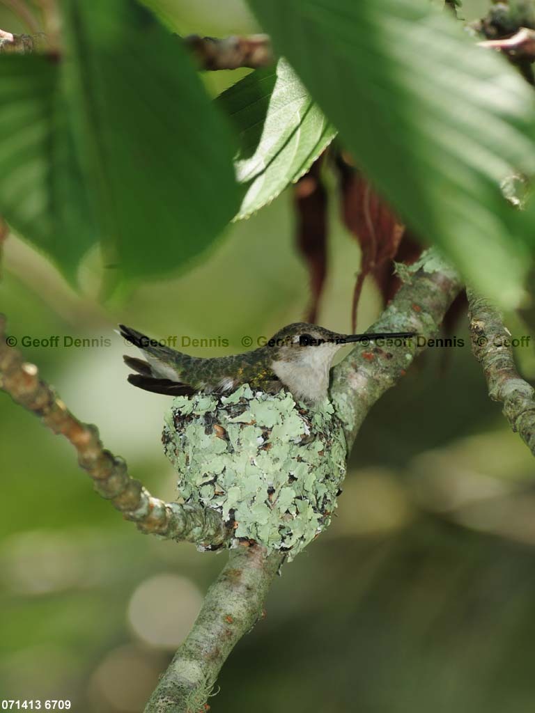 RTHU-3-CJ_Ruby-throated-Hummingbird