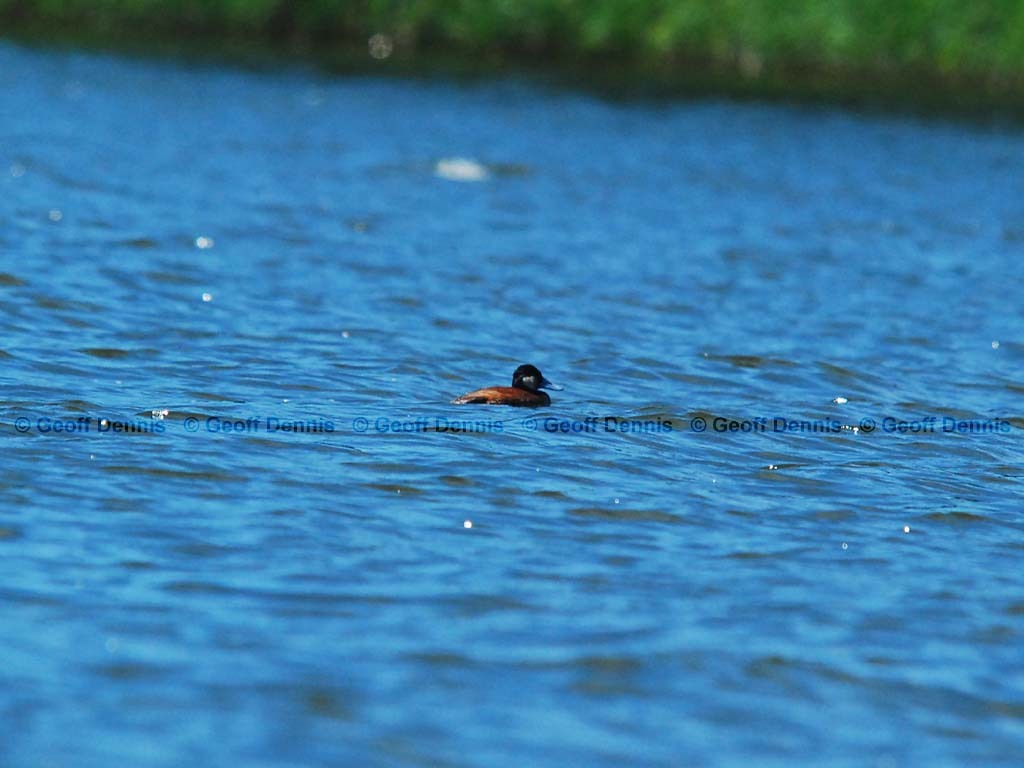 RUDU-AA_Ruddy-Duck