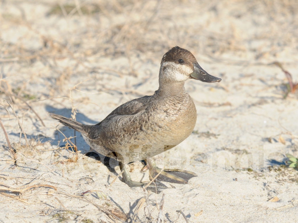 RUDU-AB_Ruddy-Duck