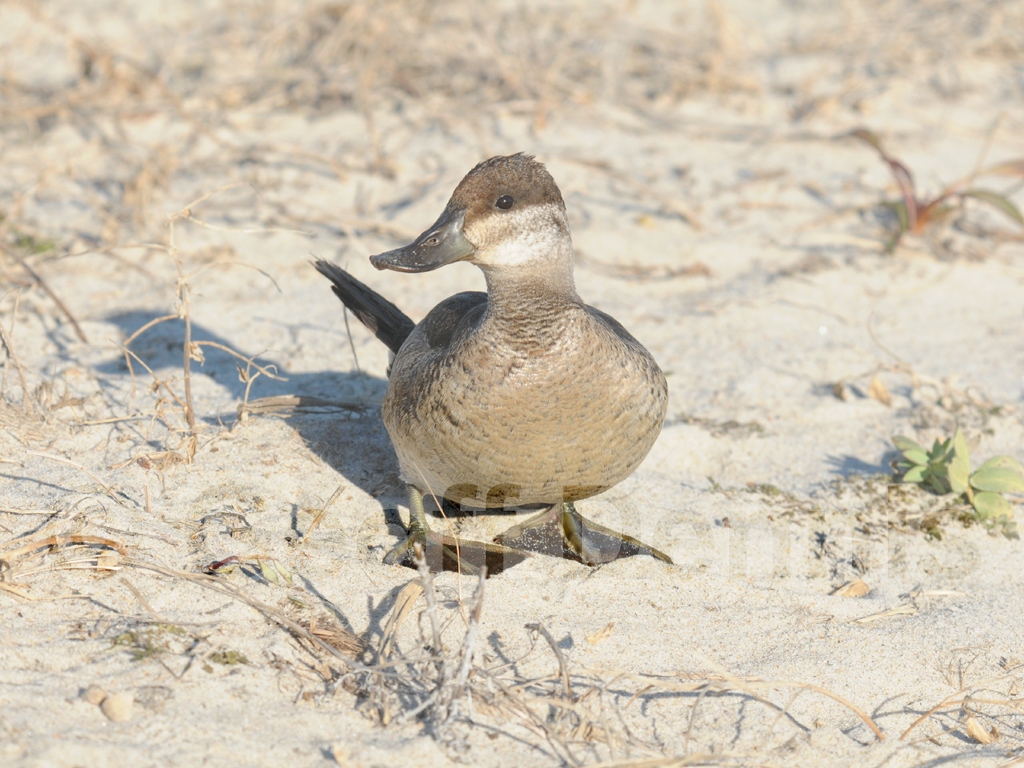 RUDU-AC_Ruddy-Duck
